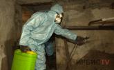 Гнусное дело: борьбу с комарами начали в Павлодаре
